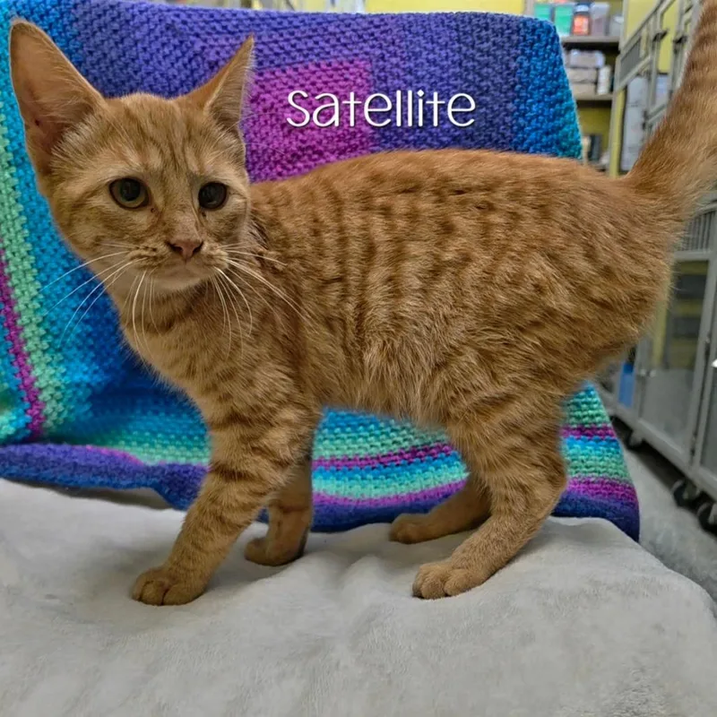 A baby medium-sized female Domestic Short Hair cat named Satellite for adoption in Parkersburg, WV