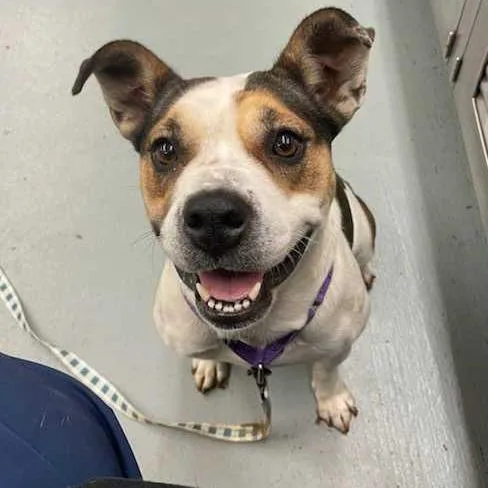 Cookie Dough thumbnail 3