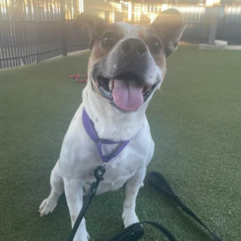 Cookie Dough thumbnail 4