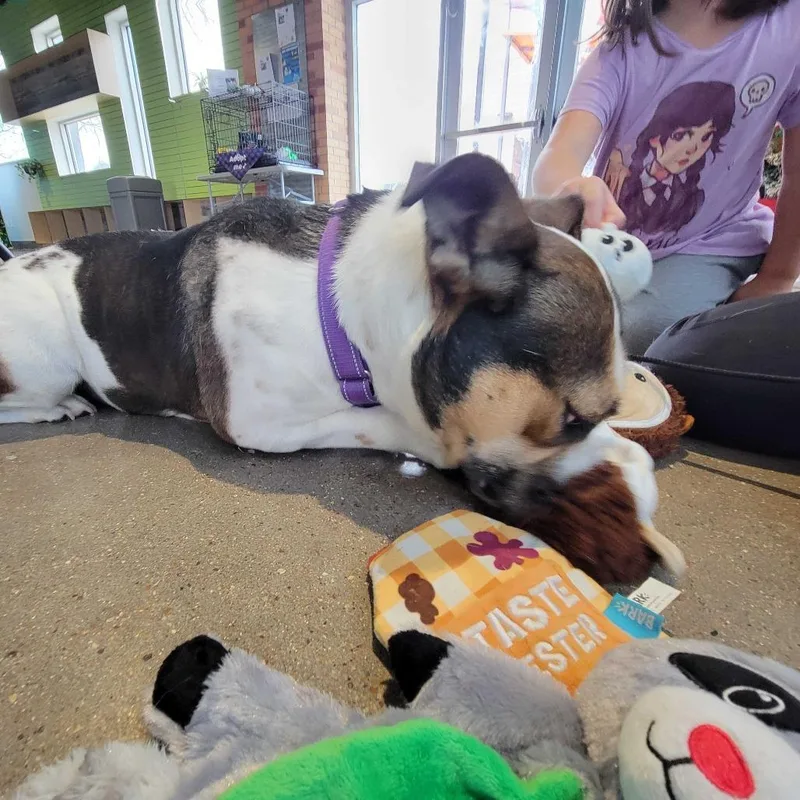 Cookie Dough thumbnail 5