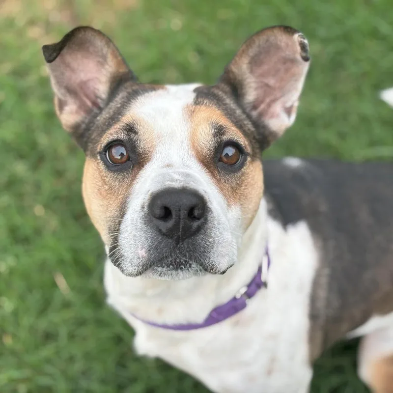 Cookie Dough thumbnail 6