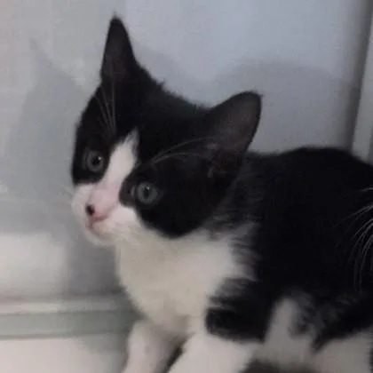 A baby small-sized male Domestic Short Hair cat named Woody for adoption in Voorhees, NJ