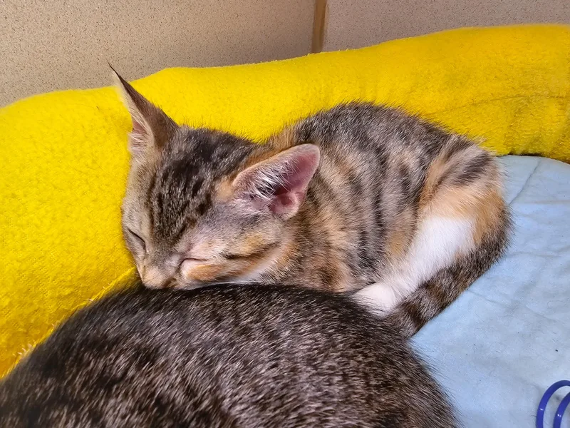 A young medium-sized female Tortoiseshell Domestic Short Hair cat named Meg for adoption in Naples, FL