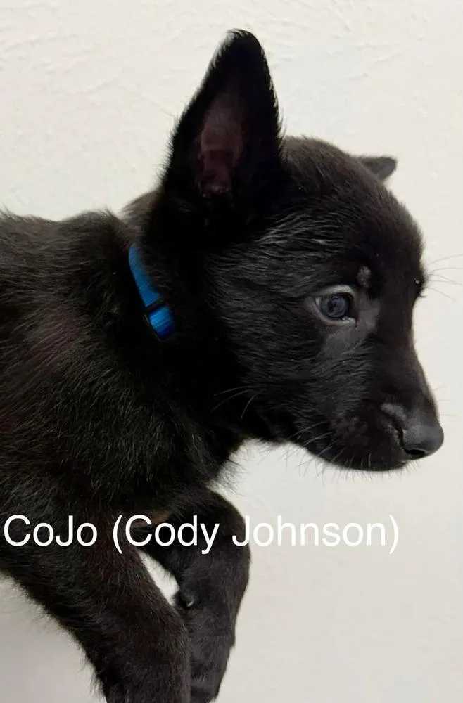 A baby small-sized male Black Belgian Shepherd / Malinois dog named Texas Legends Litter Cojo for adoption in Imlay City, MI