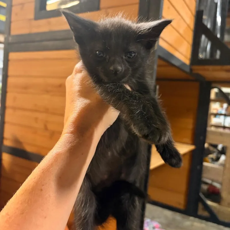 A baby small-sized male Black Domestic Short Hair cat named Tony for adoption in Kansas City, MO