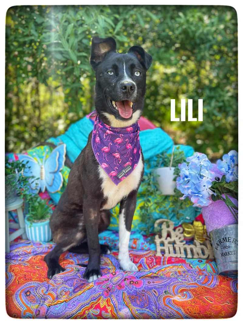 A young medium-sized female Australian Shepherd dog named Lili for adoption in Sebring, FL
