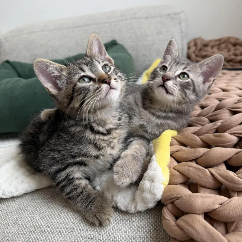 A baby medium-sized female Domestic Short Hair cat named Lint + Bubbles for adoption in BROOKLYN, NY