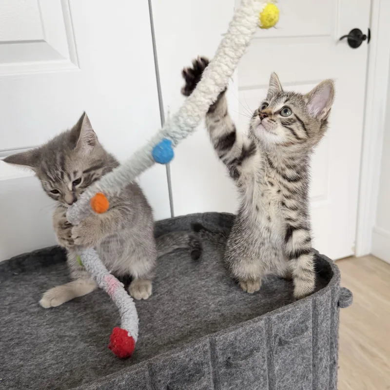Lint + Bubbles thumbnail 2