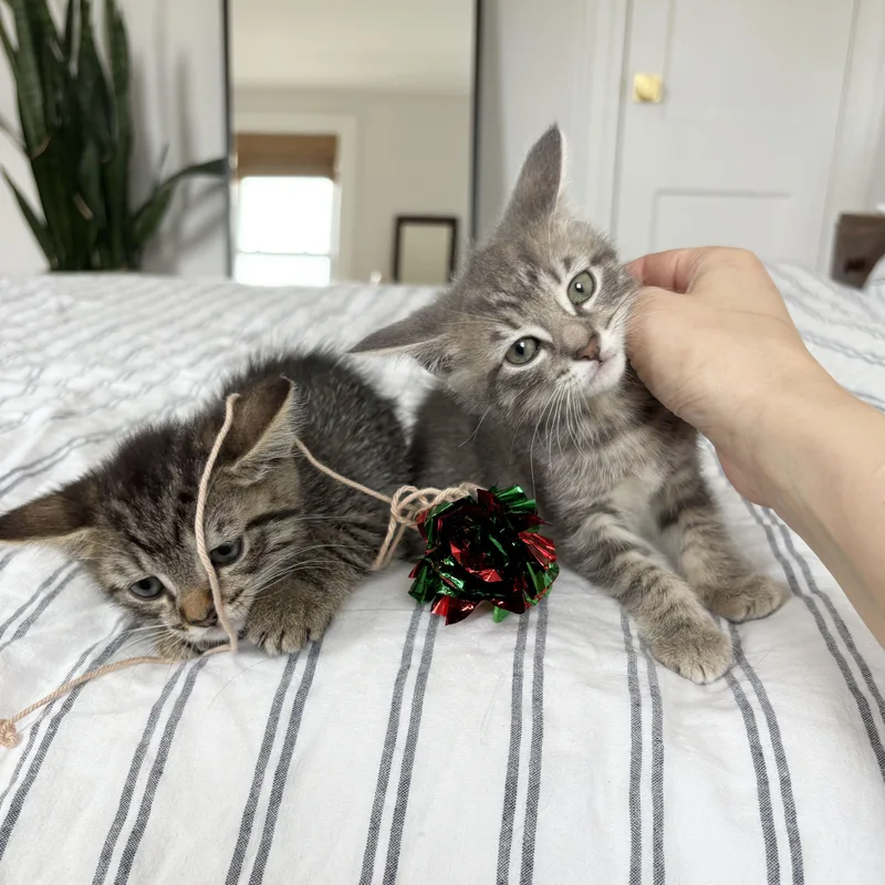 Lint + Bubbles thumbnail 5
