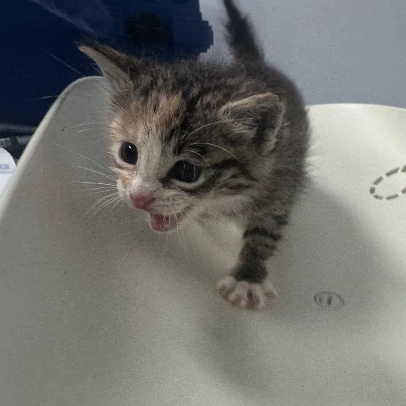 A baby small-sized female Tortoiseshell Domestic Short Hair cat named Sylvie for adoption in Columbus, GA