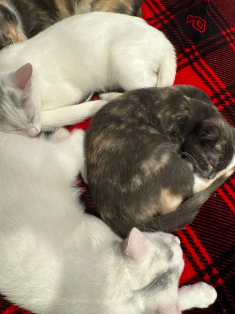 A baby medium-sized female Domestic Short Hair cat named Virginia for adoption in Los Angeles, CA