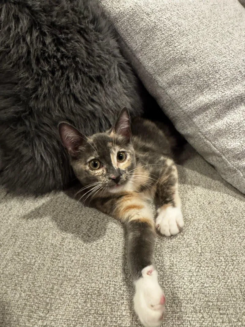 Virginia thumbnail 2