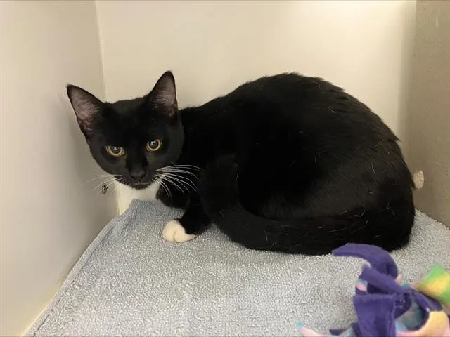 A young medium-sized female Domestic Short Hair cat named Vixen for adoption in Kent, WA