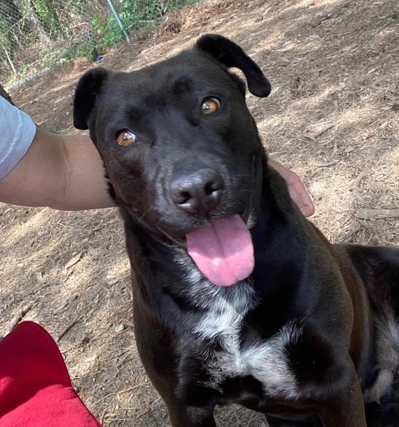 An adult large-sized female Labrador Retriever dog named Talia for adoption in Little Rock, AR