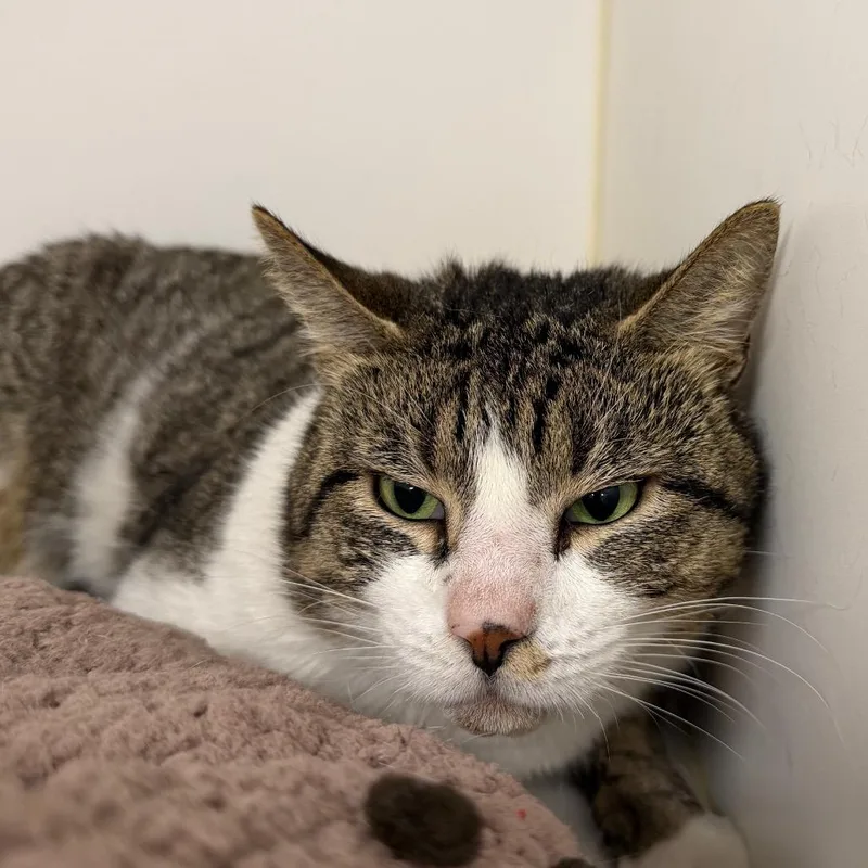 An adult medium-sized male Brown / Chocolate Domestic Short Hair cat named Bill for adoption in West Palm Beach, FL
