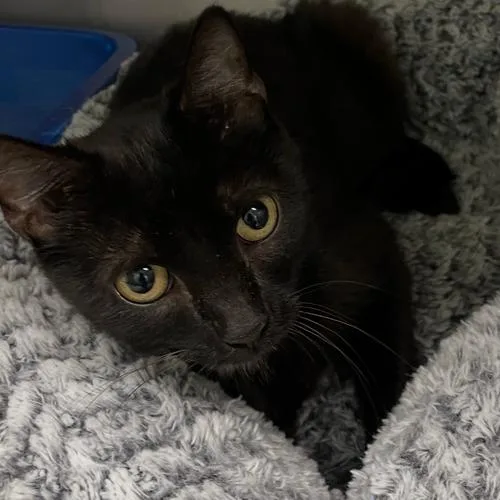 A young small-sized female Black Domestic Short Hair cat named Medela for adoption in Georgetown, KY