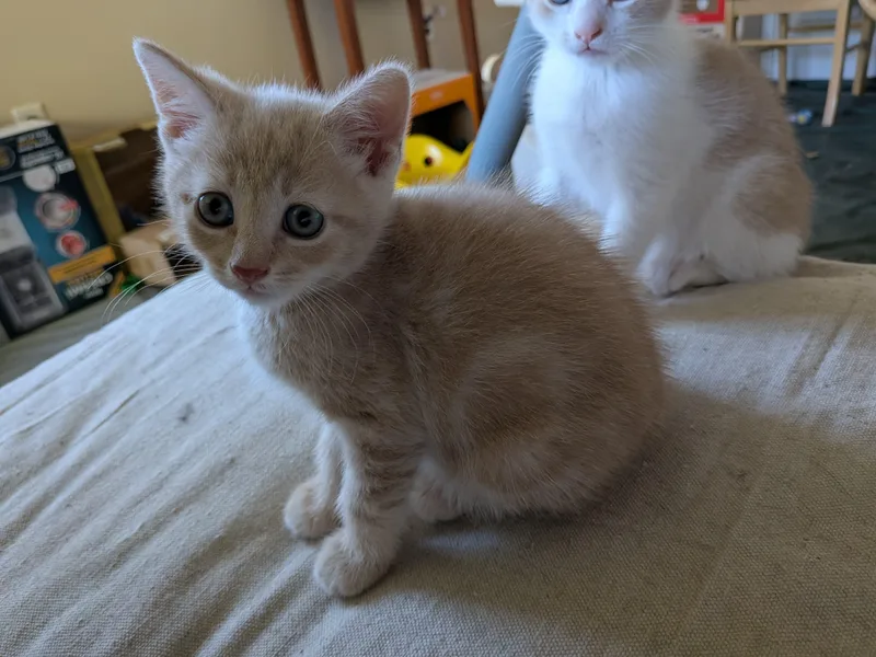 A baby medium-sized male Orange / Red Domestic Short Hair cat named Joey for adoption in Philadelphia, PA
