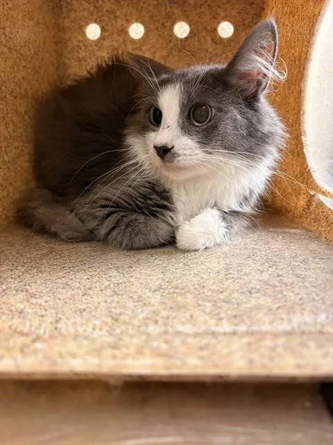 A young small-sized female Domestic Short Hair cat named Titi for adoption in Riverside, CA