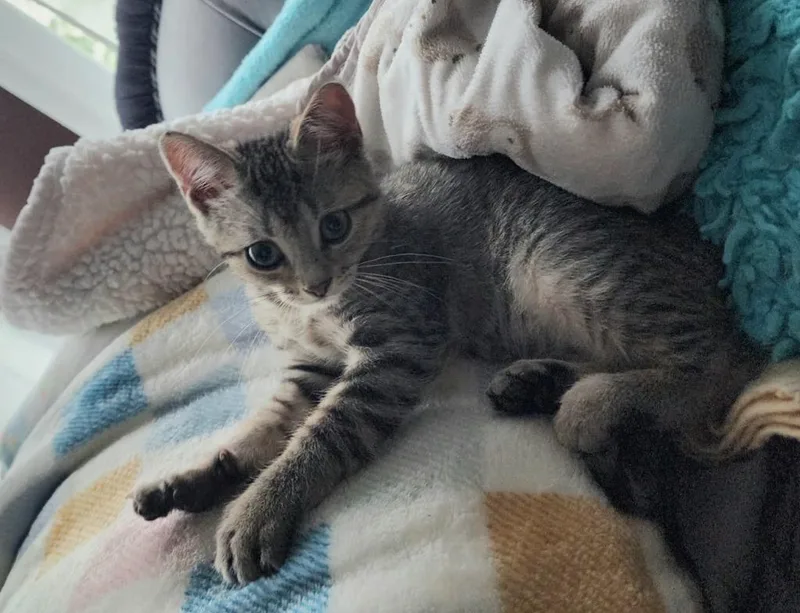 A baby small-sized female Domestic Short Hair cat named Aphrodite for adoption in Rockford, IL