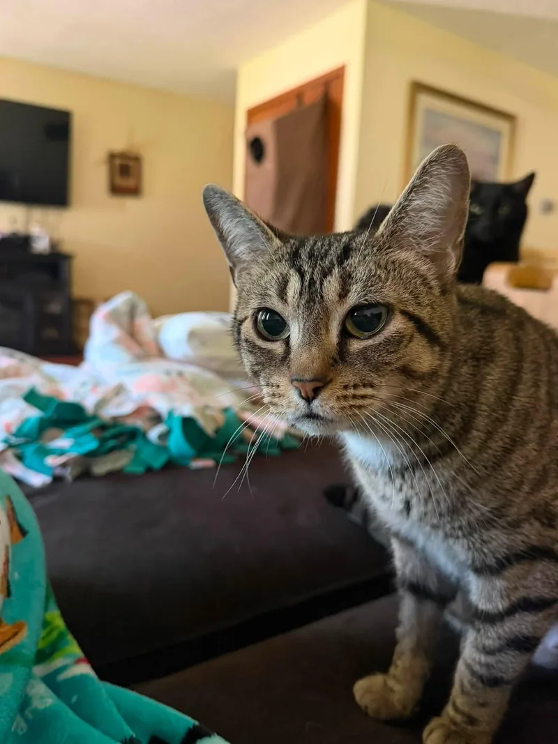 A young medium-sized female Tabby (Brown / Chocolate) Domestic Short Hair cat named Butter for adoption in Cleveland, OH