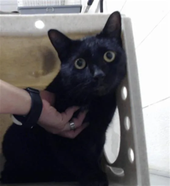 An adult medium-sized male Domestic Short Hair cat named Salem for adoption in Fayetteville, NC