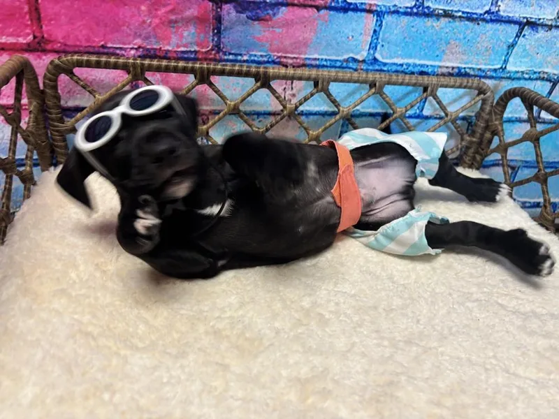 A baby medium-sized male Black Basset Hound dog named Jett for adoption in Dorr, MI