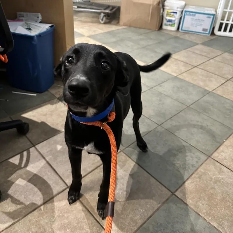 A young medium-sized male Black Mixed Breed dog named Dex for adoption in Chattanooga, TN