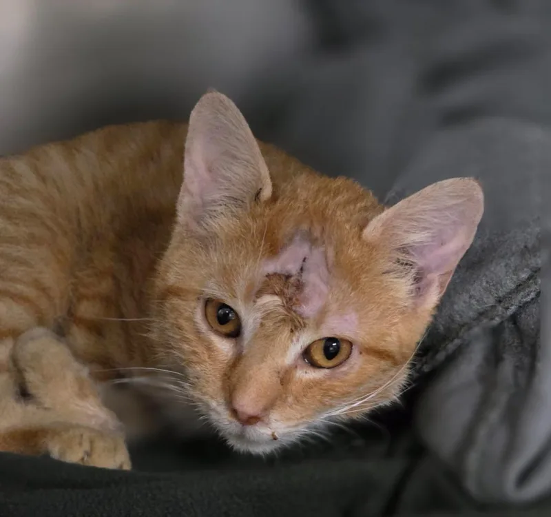 A baby medium-sized male Domestic Short Hair cat named Shamrock for adoption in Huntington, IN