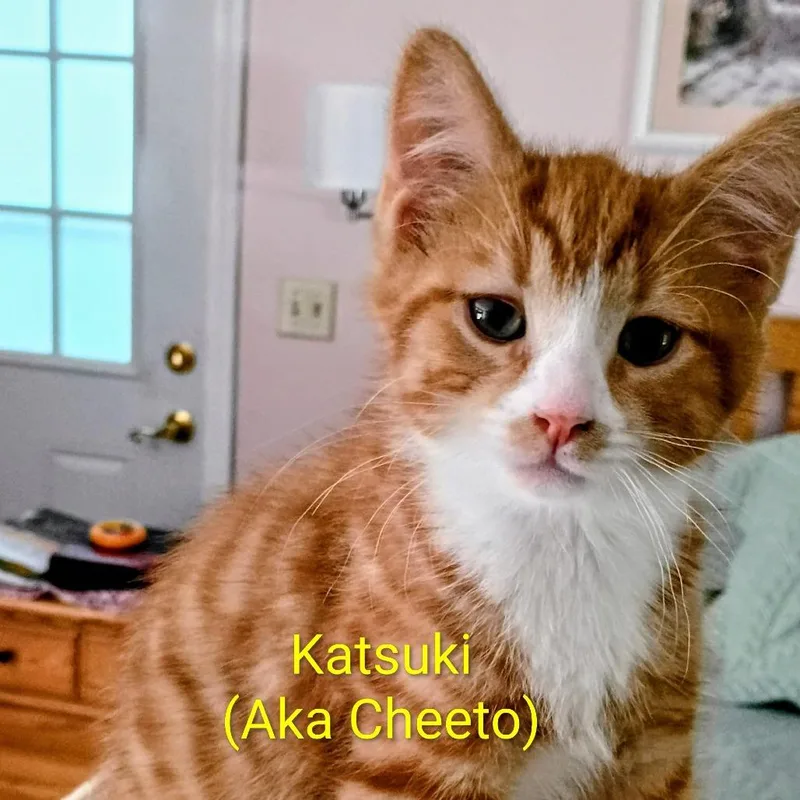 A baby small-sized male Orange / Red Domestic Medium Hair cat named Cheeto for adoption in Kennebunk, ME