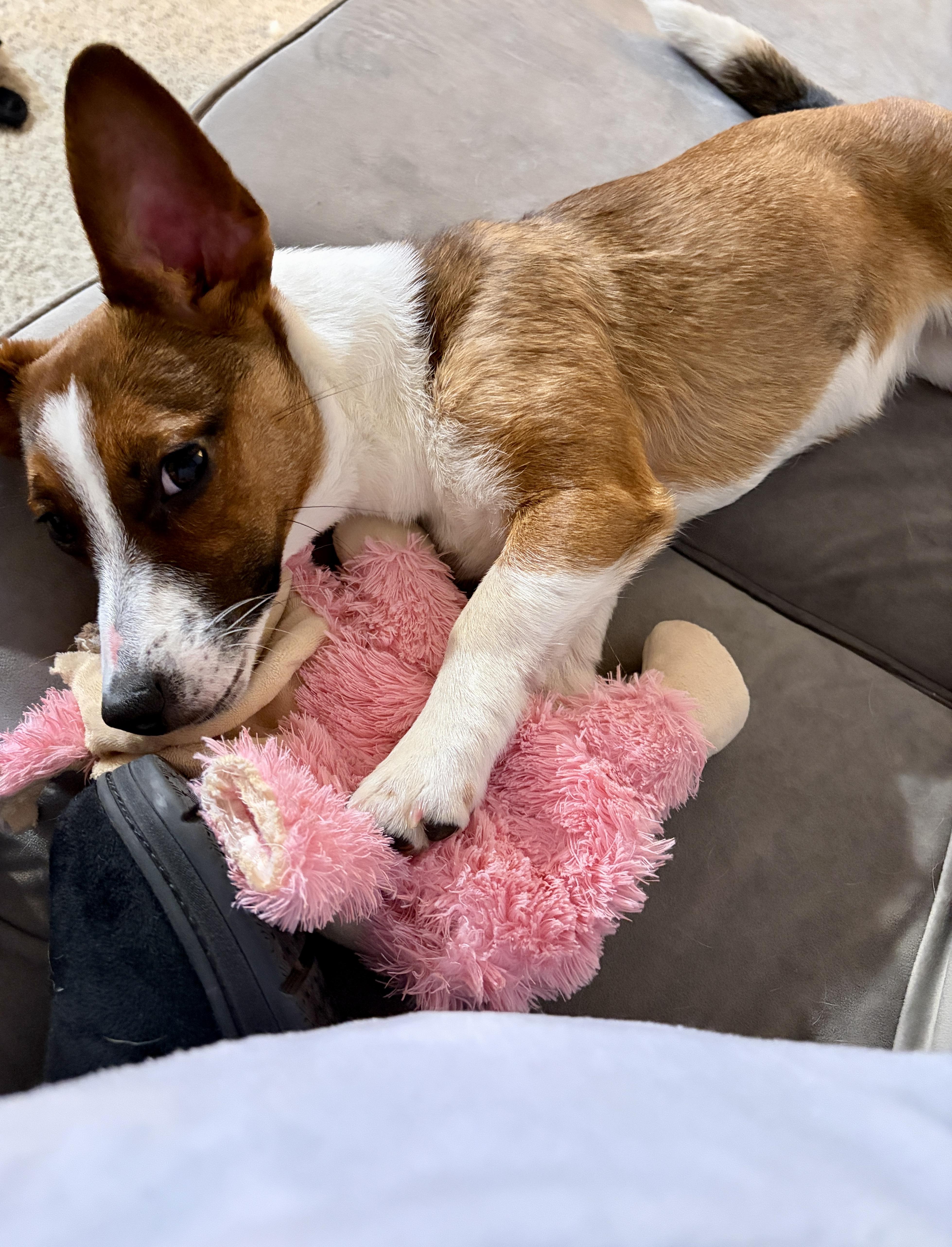 Lucy thumbnail 3