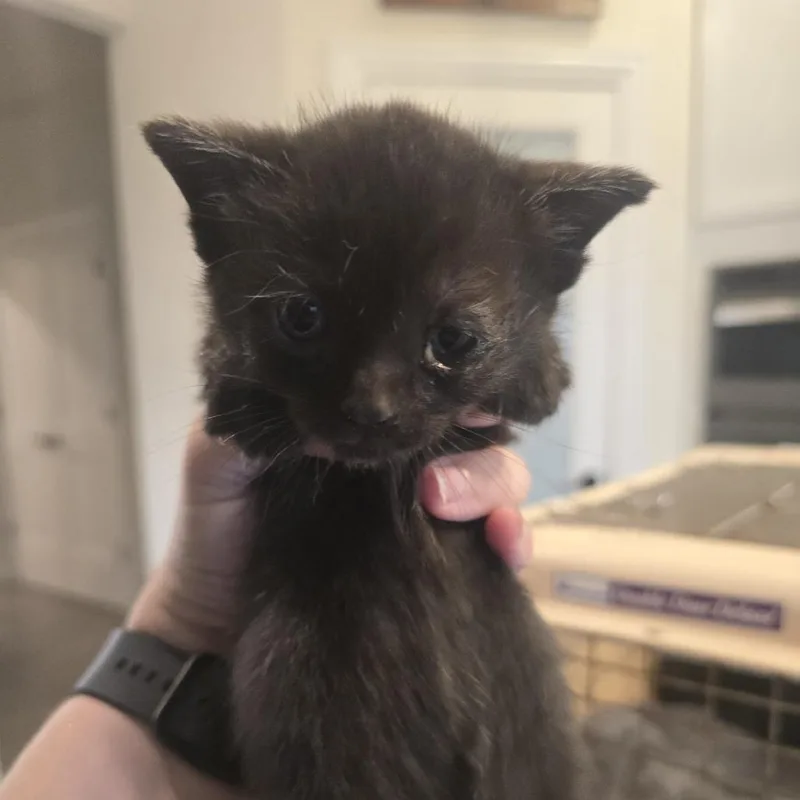 A baby small-sized female Domestic Short Hair cat named Donut for adoption in Brookfield, WI