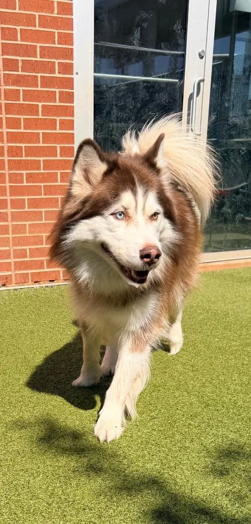 An adult large-sized male Husky dog named Lucian for adoption in Newcastle, OK
