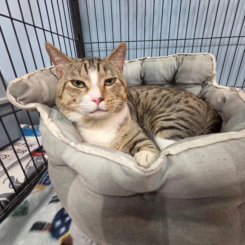 An adult large-sized male Brown / Chocolate Domestic Short Hair cat named Milo for adoption in Port Charlotte, FL