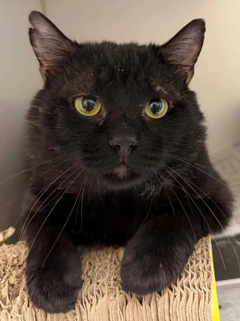 An adult medium-sized male Black Domestic Short Hair cat named Archer for adoption in Norwalk, CT