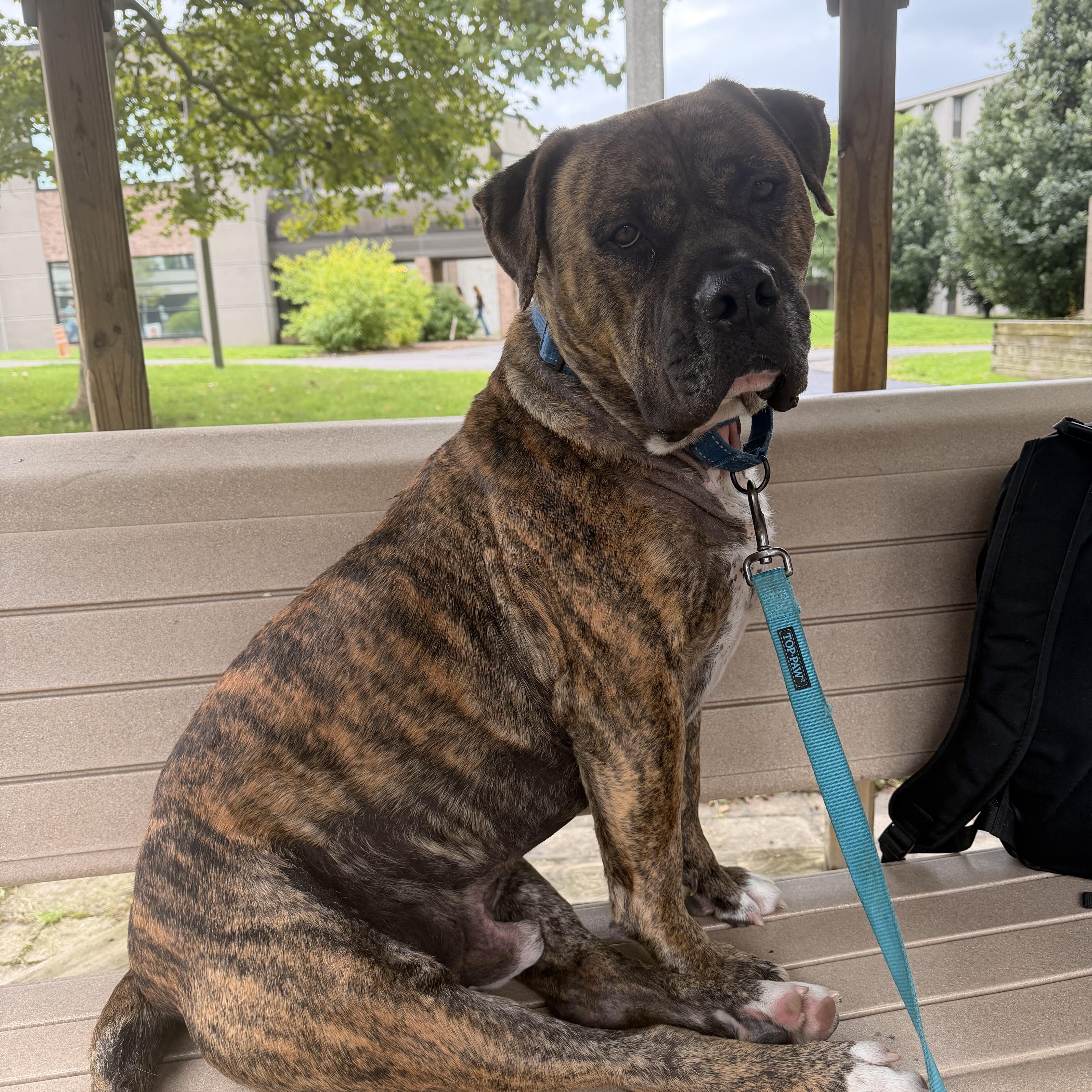 An adult large-sized male Bullmastiff dog named Beau for adoption in Howes Cave, NY