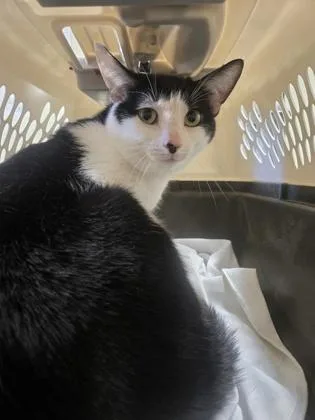 An adult small-sized male Domestic Short Hair cat named Pizza Joe for adoption in Clarks Summit, PA
