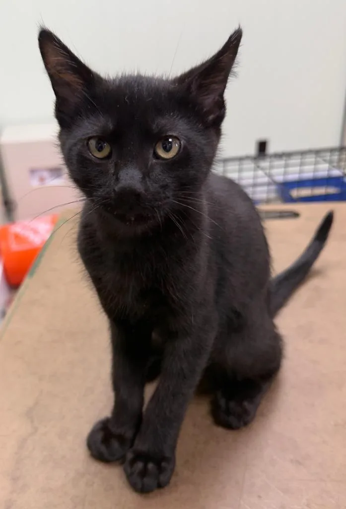 A baby medium-sized male Domestic Short Hair cat named Hunter for adoption in San Pedro, CA