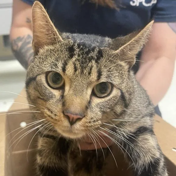 An adult large-sized male Brown / Chocolate Domestic Short Hair cat named Seymour for adoption in Baltimore, MD