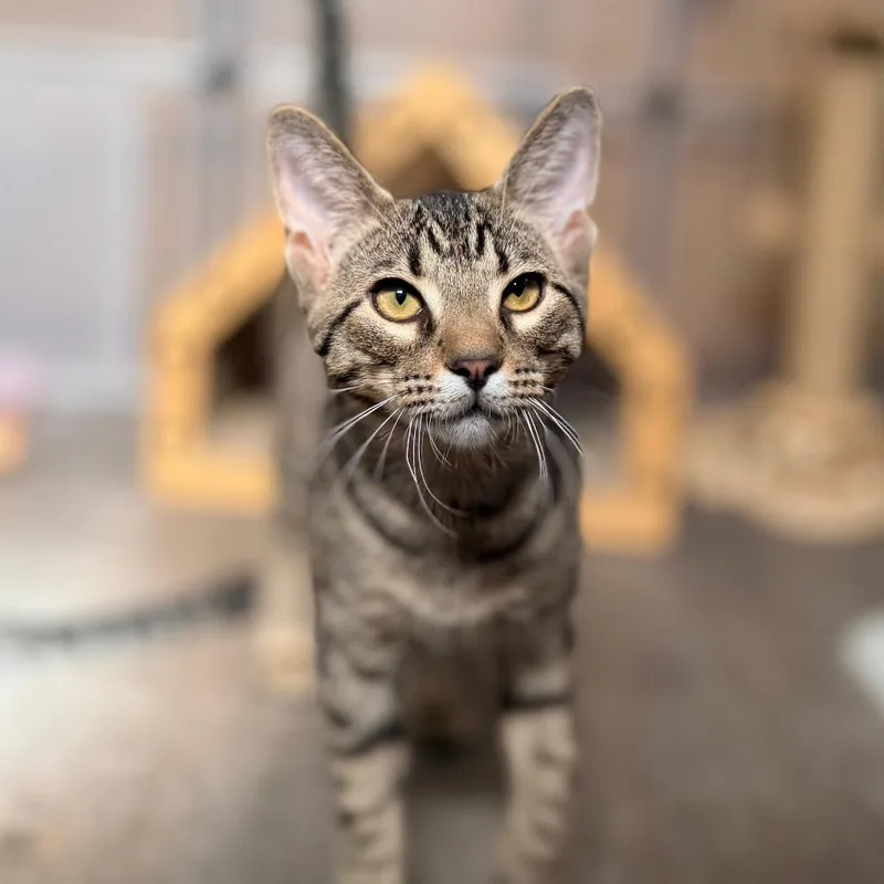 A baby small-sized male Black Domestic Short Hair cat named Josh for adoption in Green Bay, WI