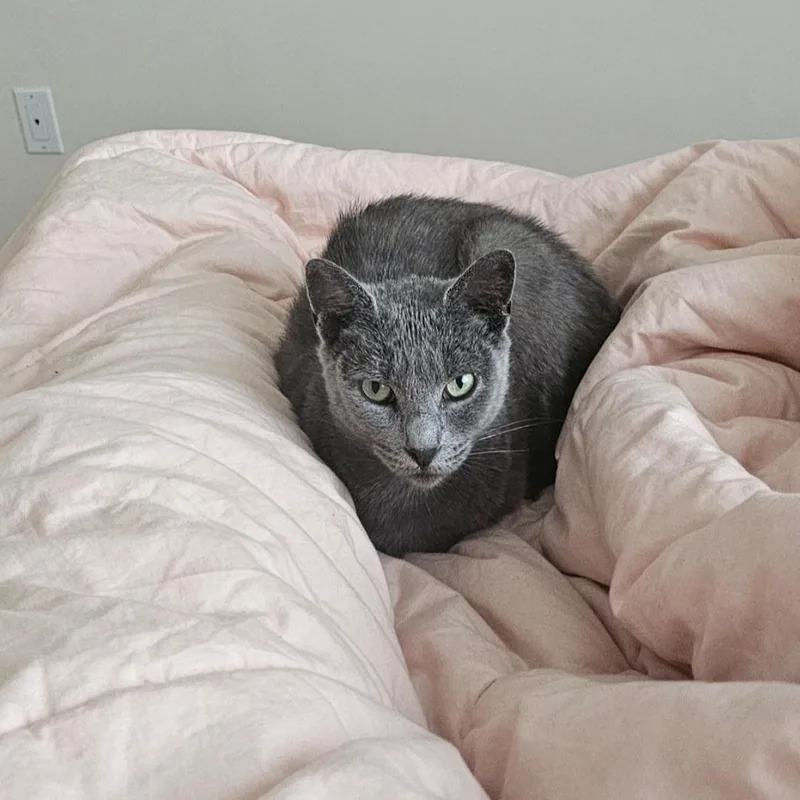 An adult medium-sized female Domestic Short Hair cat named Spike N.  Sweetie for adoption in New York, NY