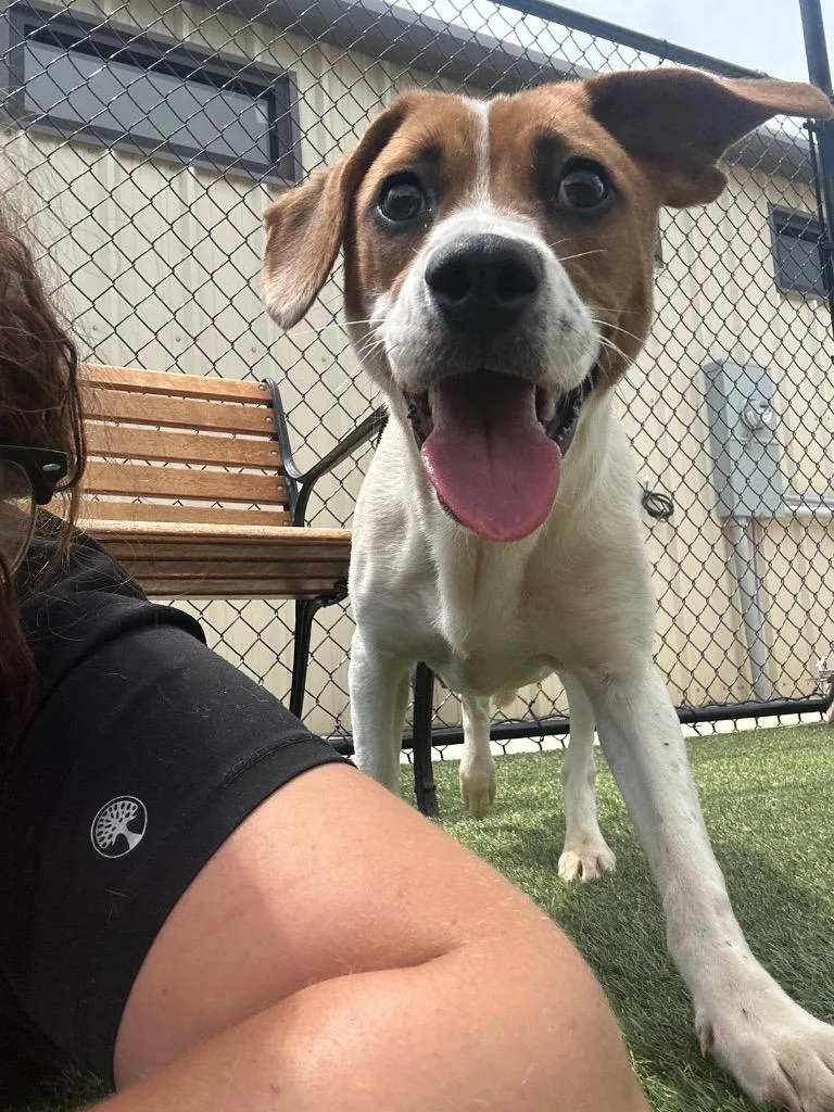 A baby medium-sized female Hound dog named Loretta for adoption in Lavonia, GA