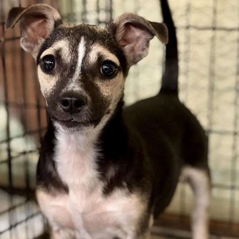 An adult small-sized male Black Mixed Breed dog named Dawson for adoption in Hinsdale, IL