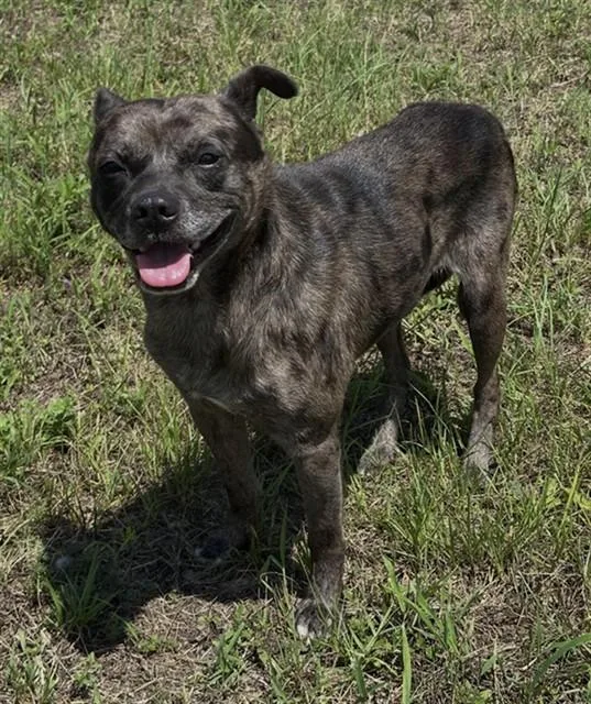 A young medium-sized male Pit Bull Terrier dog named Murphy for adoption in Augusta, GA