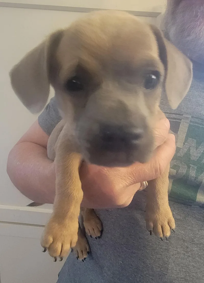 A baby small-sized female Chihuahua dog named Sutton for adoption in Rocky Mount, NC