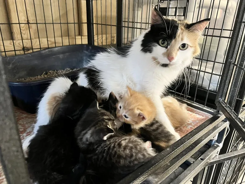 A young medium-sized female Calico cat named Cookie for adoption in New Richmond, WI