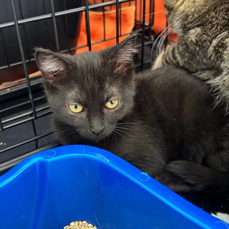 A baby small-sized male Black Domestic Short Hair cat named Ithil for adoption in Garden Grove, CA