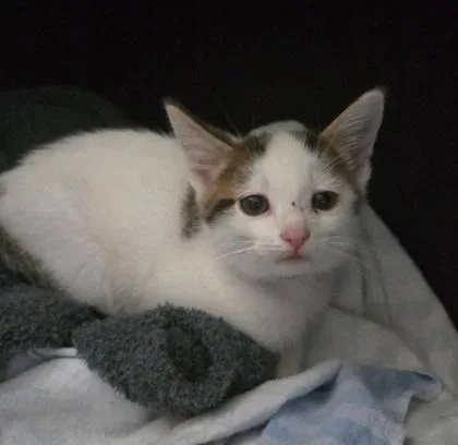 A baby small-sized male Domestic Short Hair cat named Highland for adoption in Hobart, IN