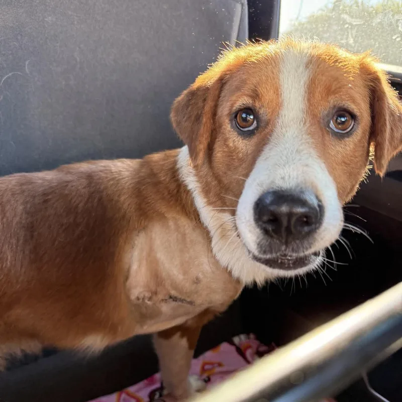 An adult medium-sized female Australian Shepherd dog named Antoinette for adoption in Columbia, SC