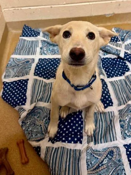 A baby medium-sized female Mixed Breed dog named Baby Spice for adoption in West Chester, PA