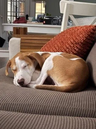 A baby small-sized male Mixed Breed dog named Tao for adoption in Washington, DC